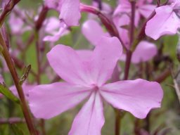 Cycnium racemosum flower